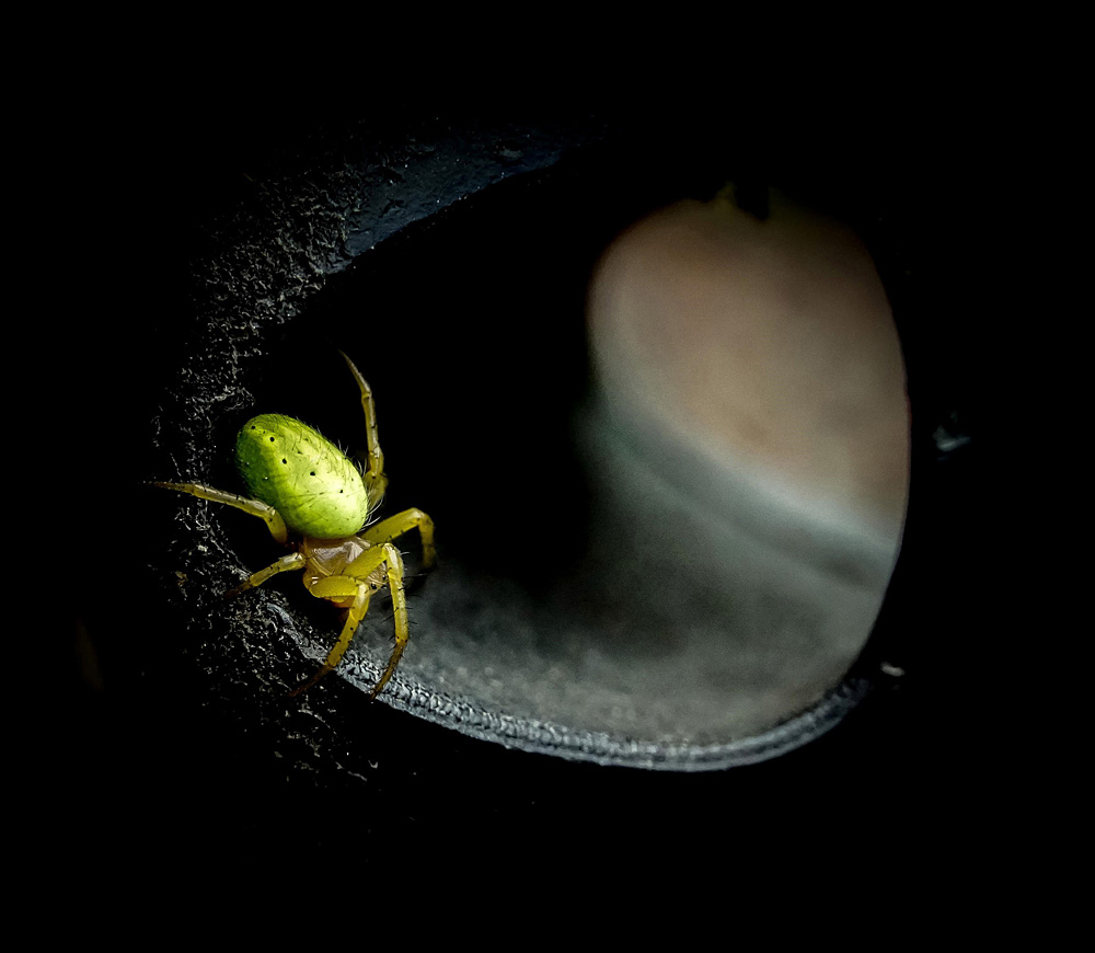 Frank Urban - Cucumber Green Spider