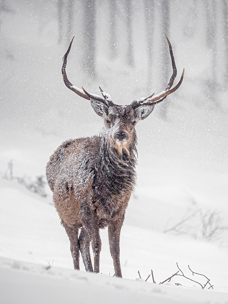 Michelle Coyle - Red Stag Caught in the Snow