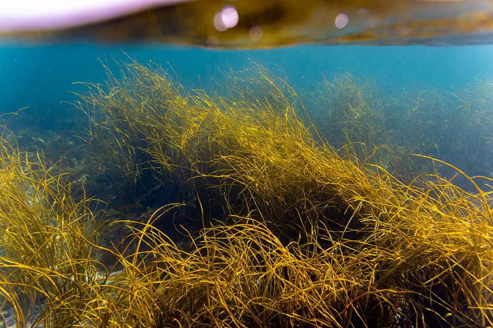 Connor Hughes - Tropical Scotland 