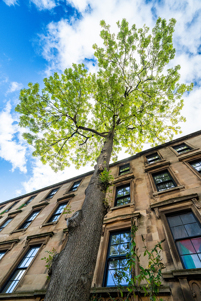 Libby Penman - UK's Best Tree. Glasgow