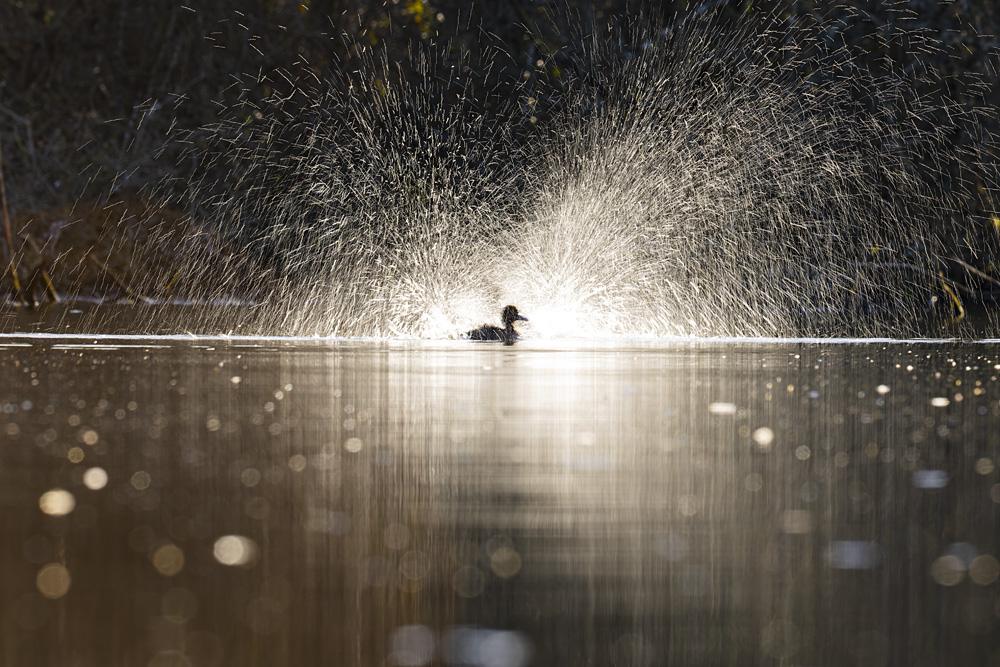 Stephen Rodger - Champagne Bath