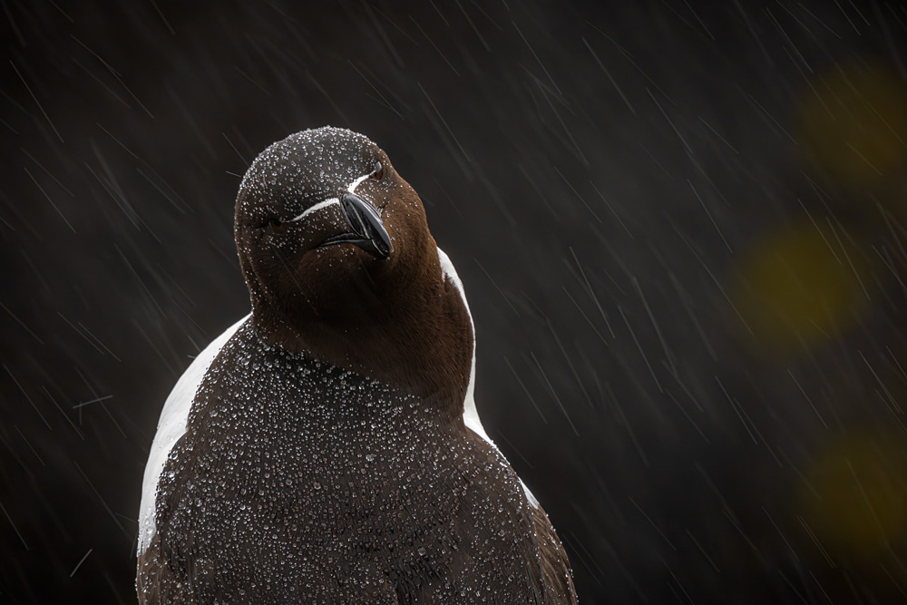 Steve Adam - Razorbill in the Rain