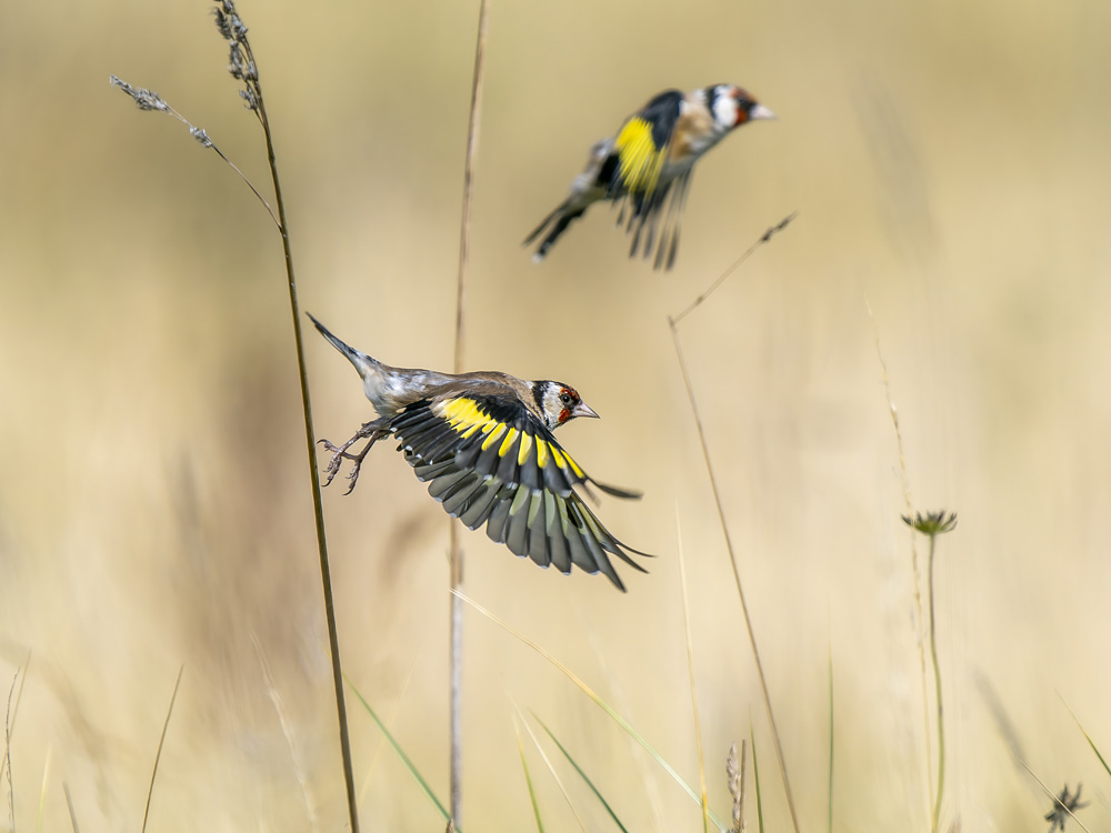 Caroline Erolin - Goldfinches taking Flight